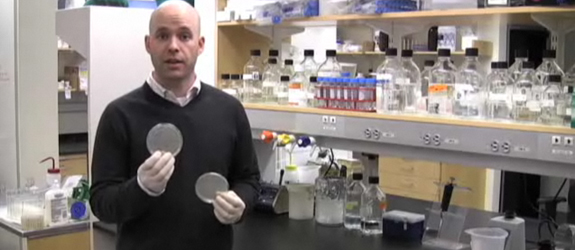 How to perform colony PCR