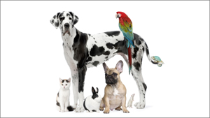 Pets