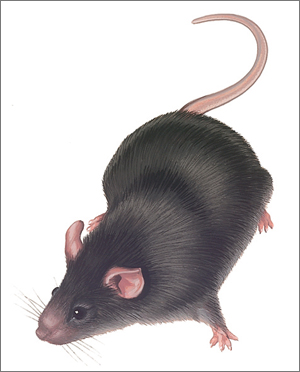 mouse2