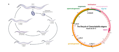 wormdiagram Diagram from Jorgensen and Mango, Nature Reviews Genetics 3:356-369 and the graph is from M. Blaxter.
