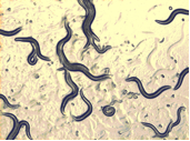 worms