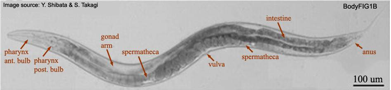 worms2