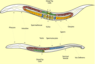 worms5 Figure taken from the Hansen lab homepage, University of Calgary
