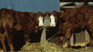 Large animals in Research