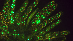 Neurospora crassa