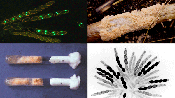 Neurospora Image from the Perkins Lab: Neurospora crassa research lab