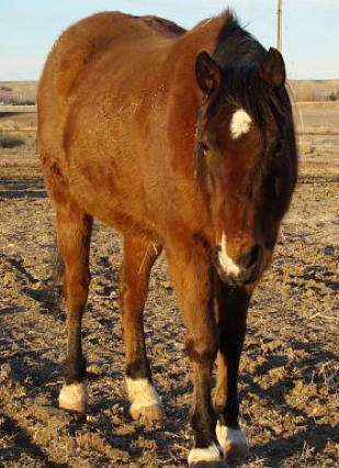 horse