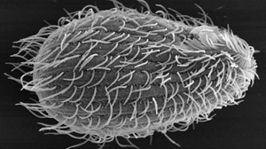 Tetrahymena