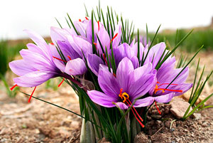 Saffron Saffron