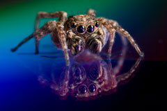 Scary Spider