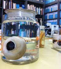 Giant squid eye